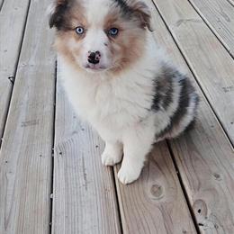 Merle Australian Shepherd Male Ready for Forever Home in Indianapolis, in