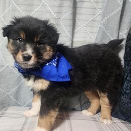 Tri Australian Shepherd Male Looking for Forever Home in Indianapolis, in