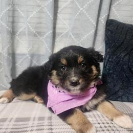 Female Tri Australian Shepherd Ready for Forever Home in Indianapolis, in
