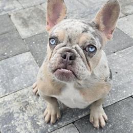 French Bulldog Angel Looking for a Forever Home in Sarasota, fl