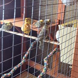 Canary for Adoption in Milwaukee, wi