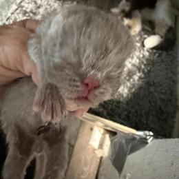 Persian Kittens in Chocolate and Lilac Available in Palm Coast, fl