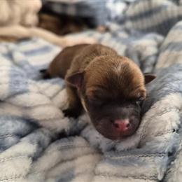 Chihuahua Puppies Ready for New Homes in Reynoldsburg, oh