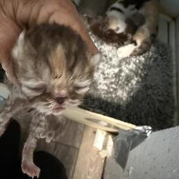 Persian Kittens Litter for Sale in Palm Coast, fl