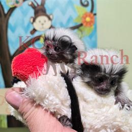 Baby Tamarin Monkeys Available at KCs Ranch in Laurinburg, nc