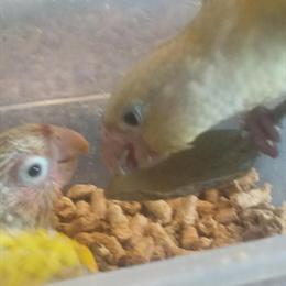Greencheek Conure Babies Available in Mableton, ga