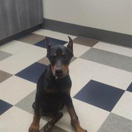 Doberman Puppies - AKC Registered European Line Available in Dallas, tx
