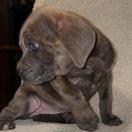Cane Corso Puppies from Pure Royalty Breeders in Dallas, tx