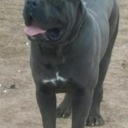 Cane Corso Studs Available - Blue & Black Males with Champion Pedigree in Dallas, tx