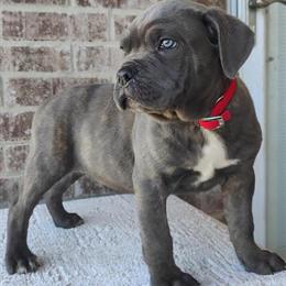 Cane Corso Puppies - ICCF & AKC Dual Registered in Dallas, tx