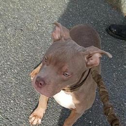American Bully Puppies with ABKC Paperwork Available in Dedham, ma