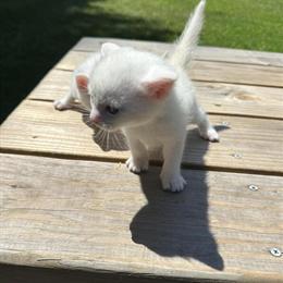 Turkish Van Kittens - 2 Solid White Available for Reservation in Medina, oh
