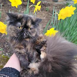 Persian cat available for adoption in Portland, or