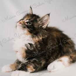 Maine Coon Kittens - 8 Weeks Old and Litter Box Trained in Carthage, tx