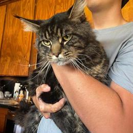 Maine Coon Male Cat Available for Rehoming in Carthage, tx