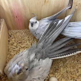 Handfed Baby Cockatiels for Sale in Schaumburg, il