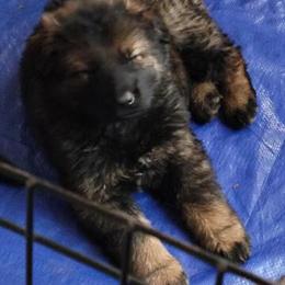 German Shepherd Stud Service - AKC Czech Lines in Oak Park, mi