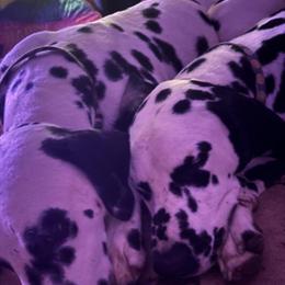 Dalmatian Father and Son Looking for a New Home in Aurora, in