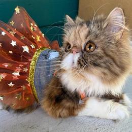 Persian Female Available for Adoption in Portland, or