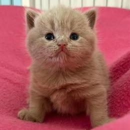 British Shorthair Lilac Female Available for Reservation in Clearwater, fl