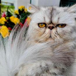 Persian Female Young Adult Ready for a Loving Home in Portland, or