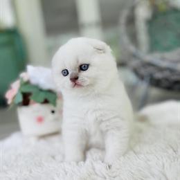 TICA Registered Male Scottish Fold Kitten Seeking Loving Home in Charlottesville, va