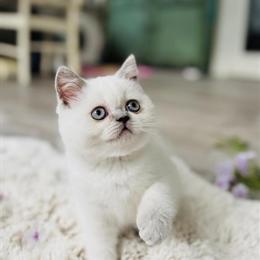 Scottish Straight Female Kittens Seeking Loving Homes in Charlottesville, va