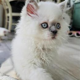 Scottish Straight Male Kitten Seeking Loving Home in Charlottesville, va