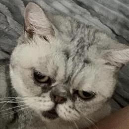 Silver Female Persian Cat Looking for a New Home in Charleston, wv