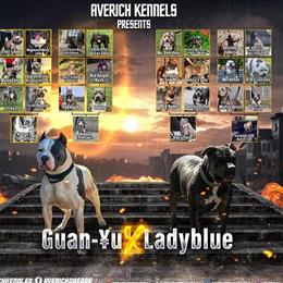 American Bully Puppies for Sale in Richmond, va