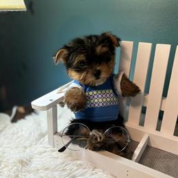 Tiny Yorkshire Terriers Ready for Forever Homes in Bardstown, ky