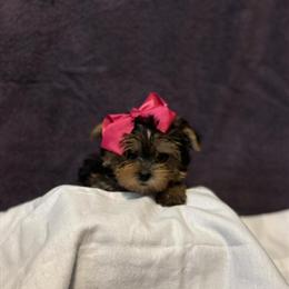 Yorkshire Terriers for Adoption in Bardstown, ky
