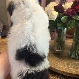 Toy Schnoodles - 10 Weeks Old, Vaccinated, Microchipped in Belleview, fl