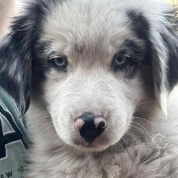 Australian Shepherd Puppies Available in Belleview, fl