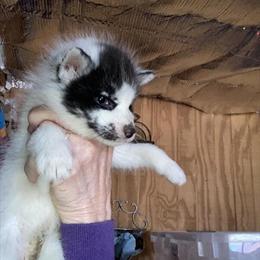 Fox Pups Available in February and March in Columbus, oh