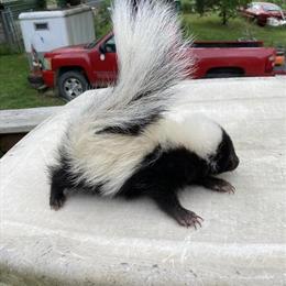 Baby Skunks Available in May and June 2026 in Columbus, oh