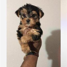 Yorkshire Terrier Puppies Available - CKC and AKC Registered in Clemmons, nc