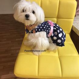 Female Purebred Maltese with Dual Pedigree in Annapolis, md