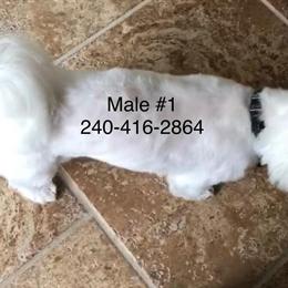 Maltese Male - Gorgeous and Friendly for $1350 in Annapolis, md