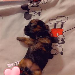 Shorkie Puppies Ready for Loving Homes in Lincoln Park, mi