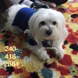 Maltese Male for Adoption - Discounted Price $2500 in Annapolis, md