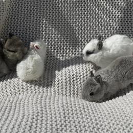Grey Female Netherland Dwarf Rabbit for Sale in Columbus, oh
