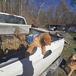 Golden Retriever Puppies Available in Scottsburg, in