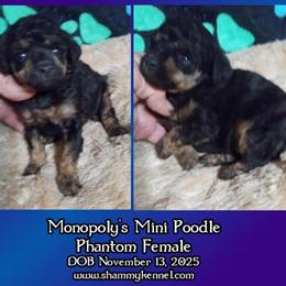 Miniature Poodle Phantom Females for Sale in Ash Flat, ar