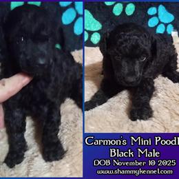 Miniature Poodle Male for Sale in Ash Flat, ar
