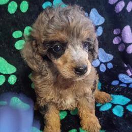 Miniature Poodle Merle Male for Sale in Ash Flat, ar