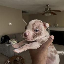 American Bully Pups - Chocolate Tri, Lilac Tri, Tri Merle in Mount Holly, nc