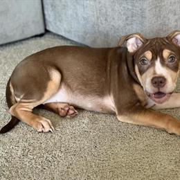 American Bully Puppies for Adoption in Mount Holly, nc
