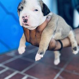 Merle American Bully Puppies for Sale in Philadelphia, pa