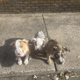Merle American Bully Puppies Available in Philadelphia, pa